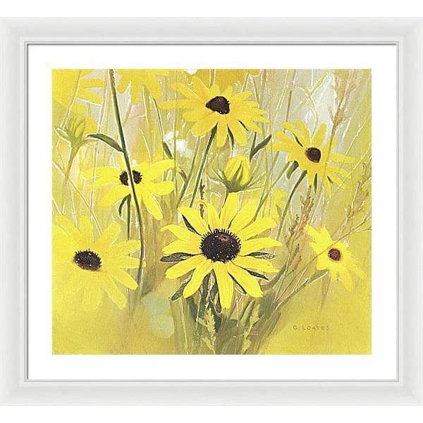 Black Eyed Susan - Framed Print | Artwork by Glen Loates