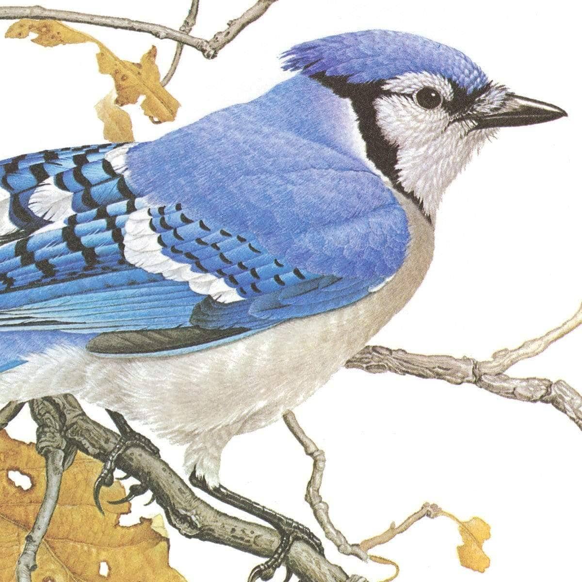 Blue Jays - Art Print | Artwork by Glen Loates