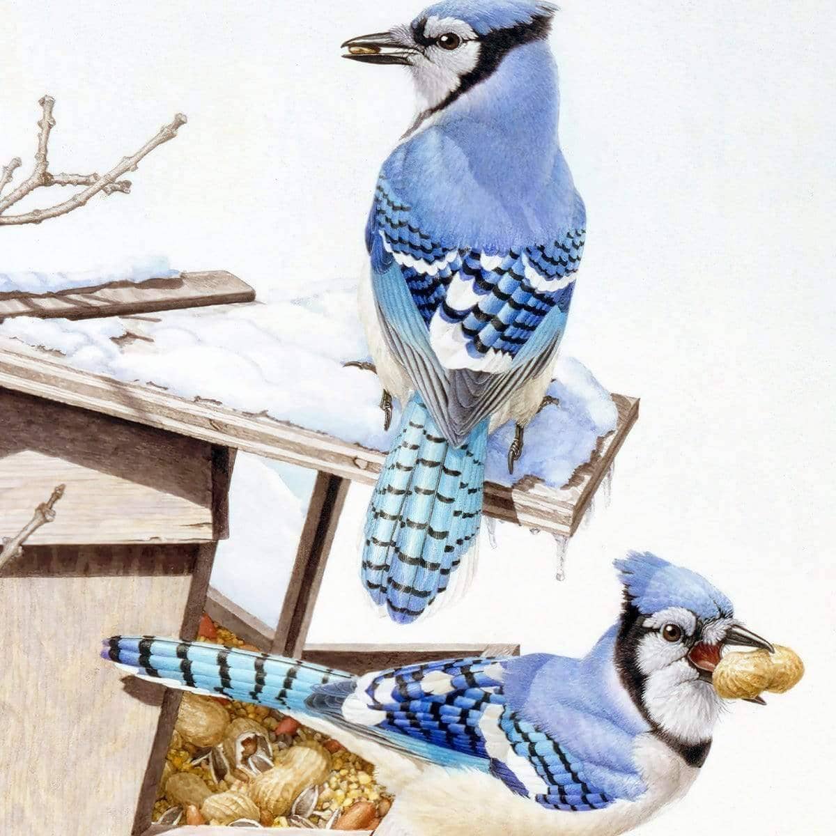 Blue Jays At My Feeder - Canvas Print | Artwork by Glen Loates