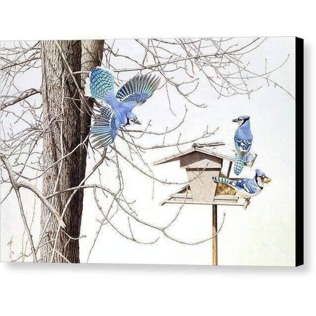 Blue Jays At My Feeder - Canvas Print | Artwork by Glen Loates