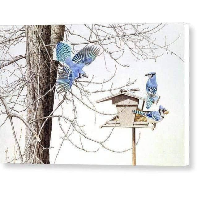 Blue Jays At My Feeder - Canvas Print | Artwork by Glen Loates