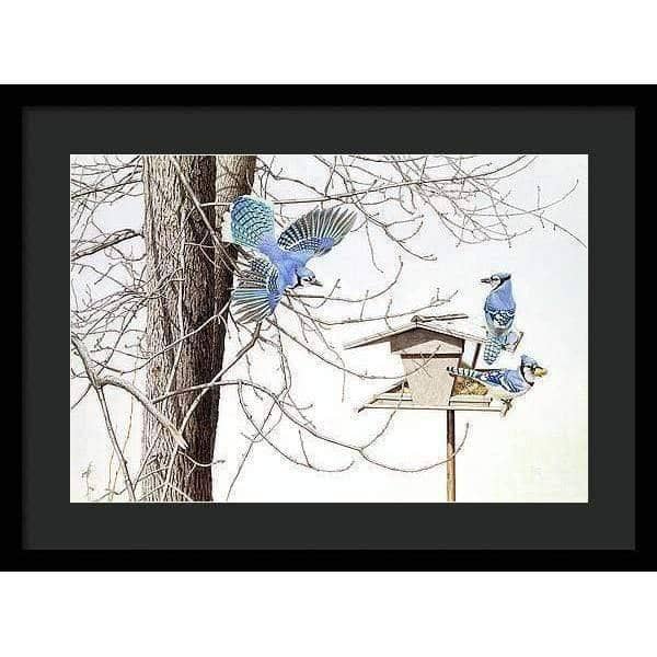 Blue Jays At My Feeder - Framed Print | Artwork by Glen Loates