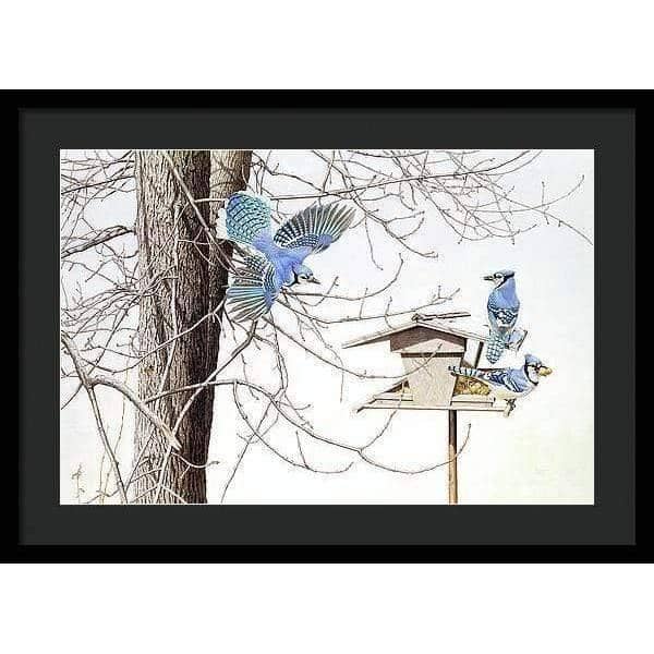 Blue Jays At My Feeder - Framed Print | Artwork by Glen Loates