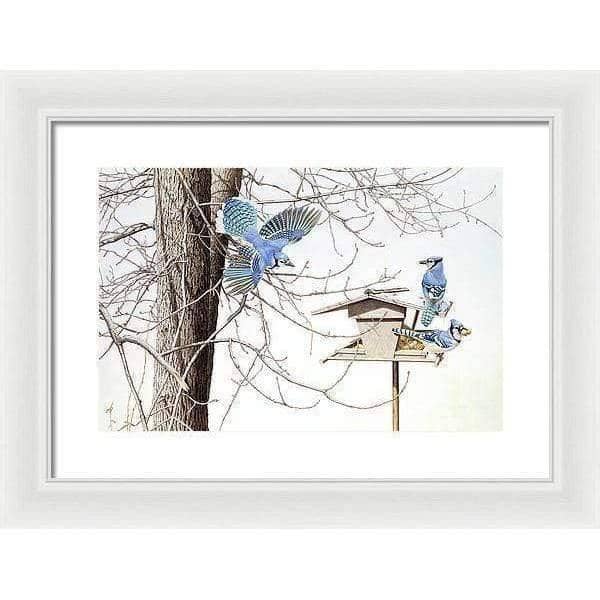 Blue Jays At My Feeder - Framed Print | Artwork by Glen Loates