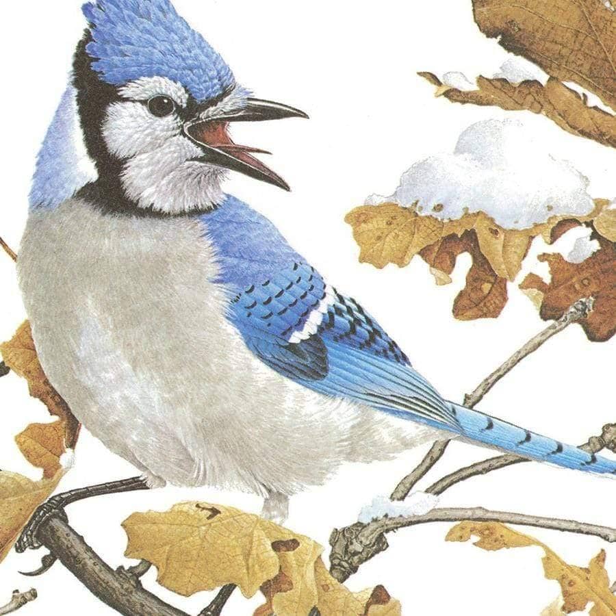 Blue Jays - Canvas Print | Artwork by Glen Loates