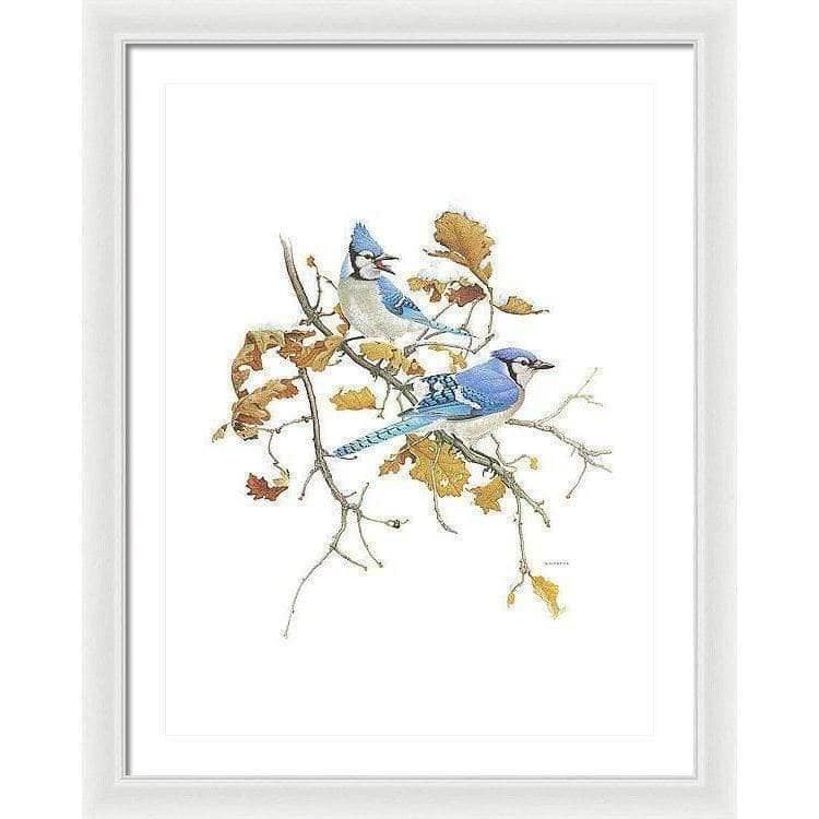 Blue Jays - Framed Print | Artwork by Glen Loates
