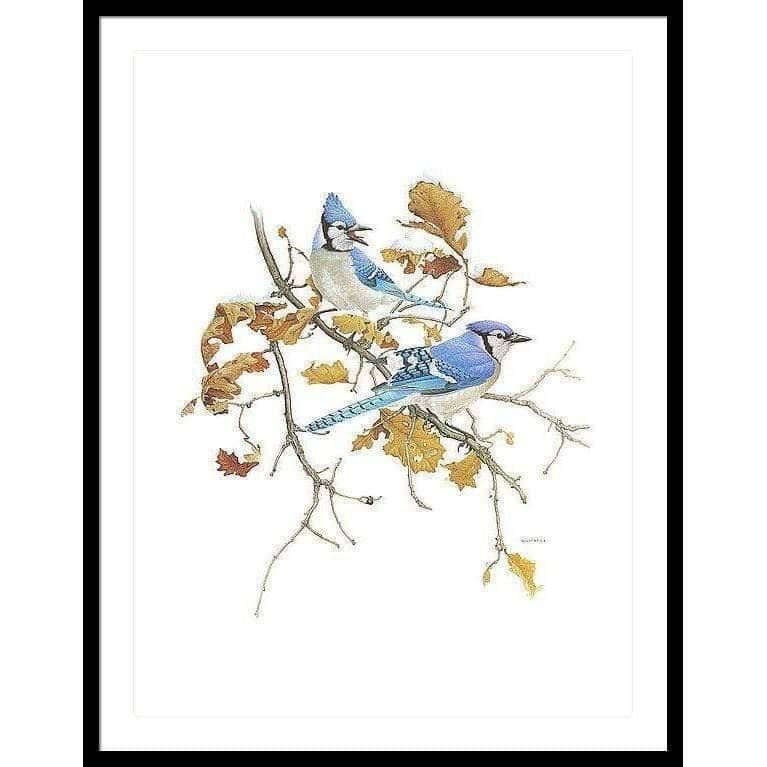 Blue Jays - Framed Print | Artwork by Glen Loates