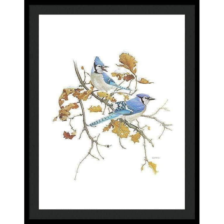 Blue Jays - Framed Print | Artwork by Glen Loates