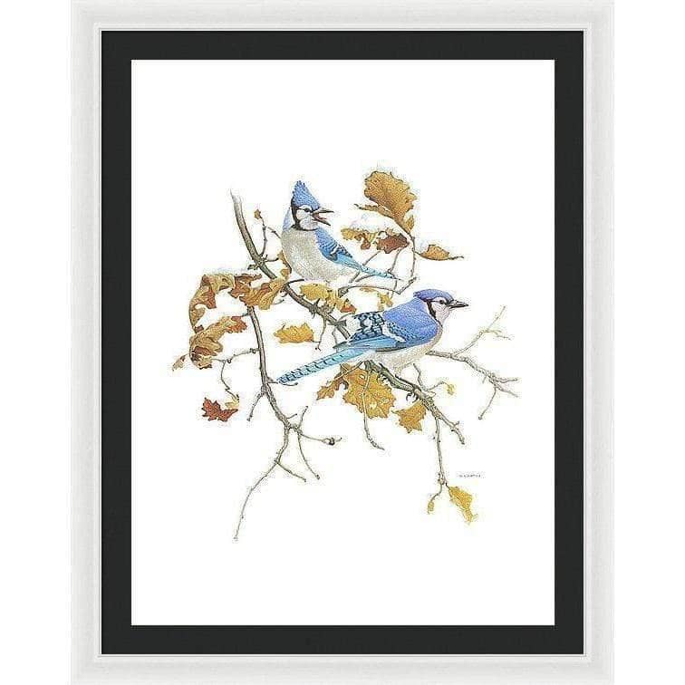 Blue Jays - Framed Print | Artwork by Glen Loates
