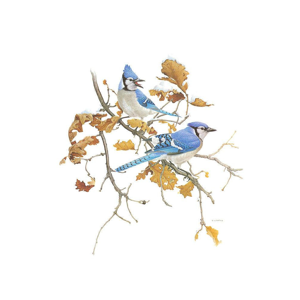 Blue Jays - Framed Print | Artwork by Glen Loates