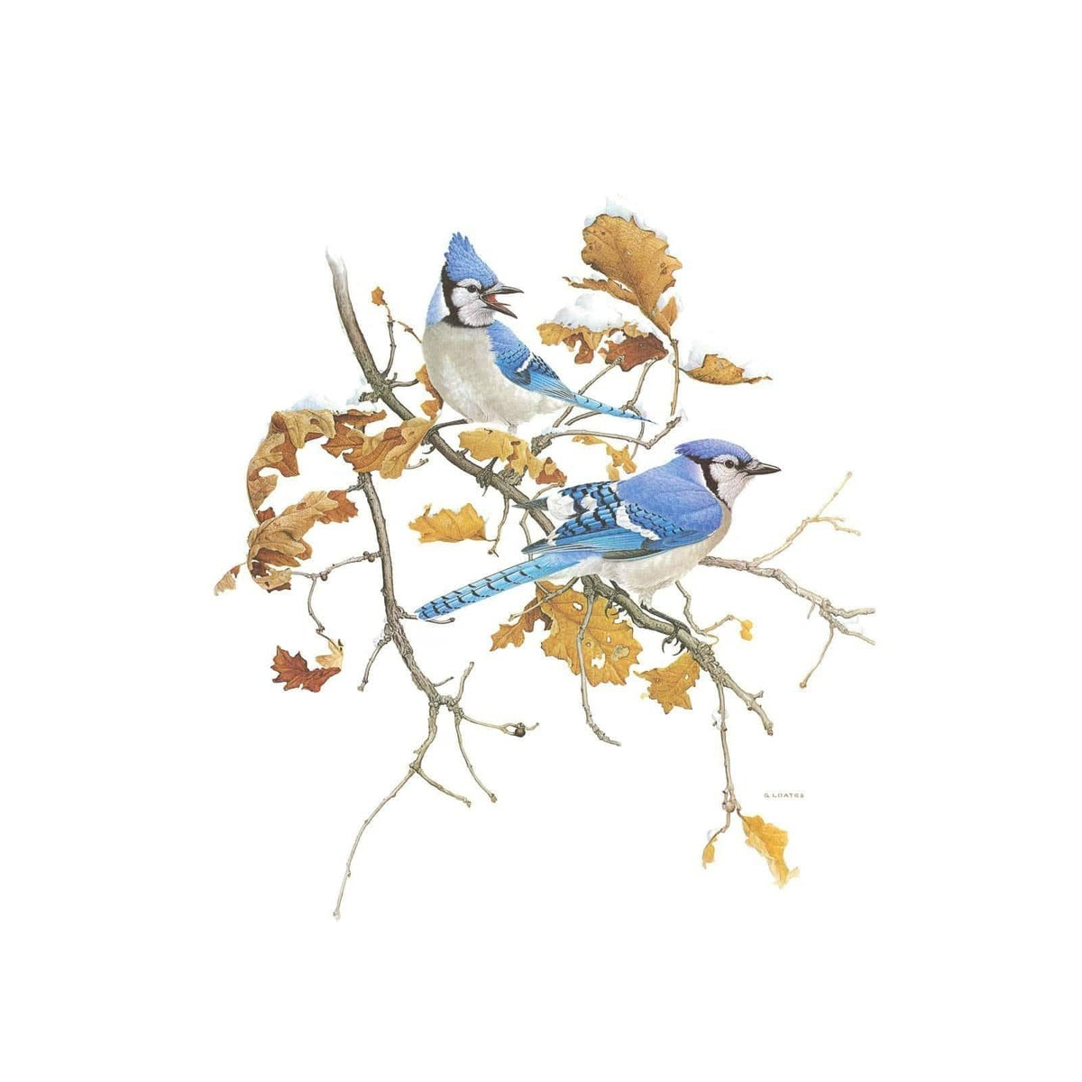Blue Jays - Framed Print | Artwork by Glen Loates
