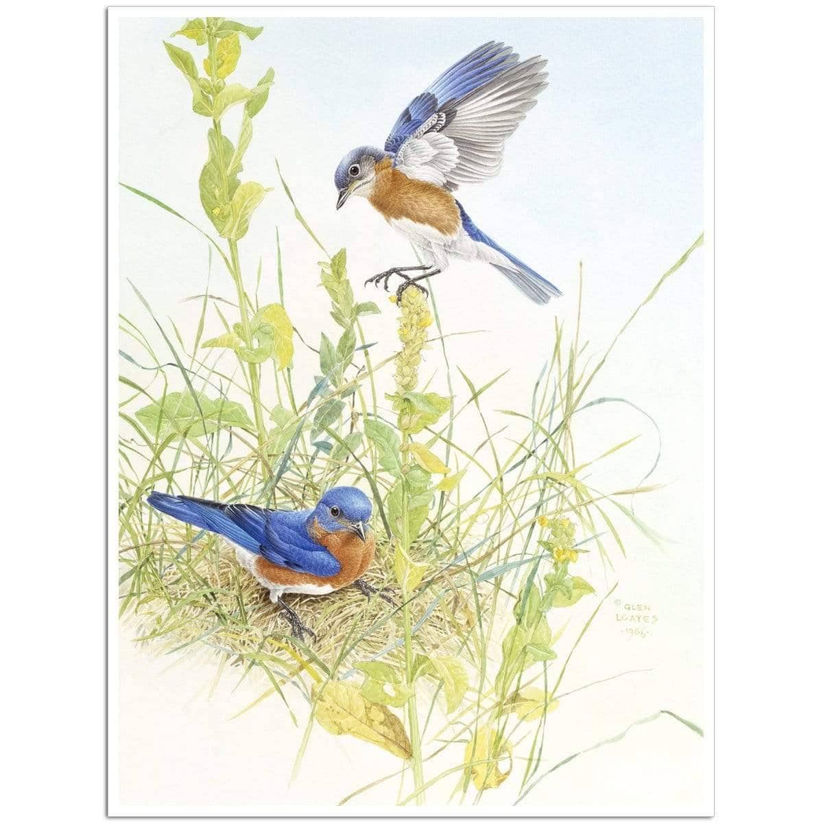Bluebirds - Art Print | Artwork by Glen Loates