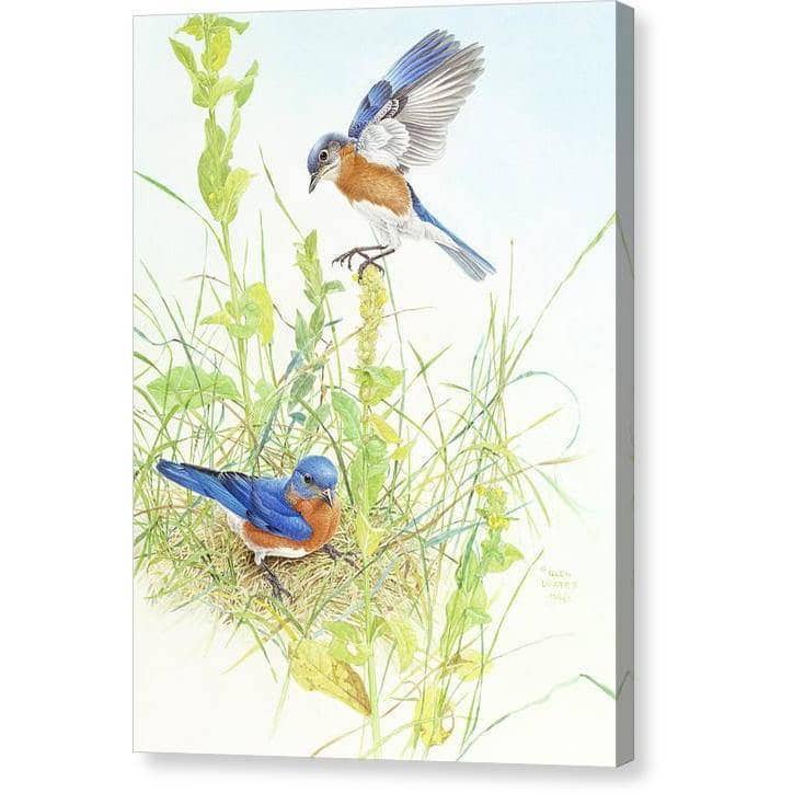 Bluebirds - Canvas Print | Artwork by Glen Loates