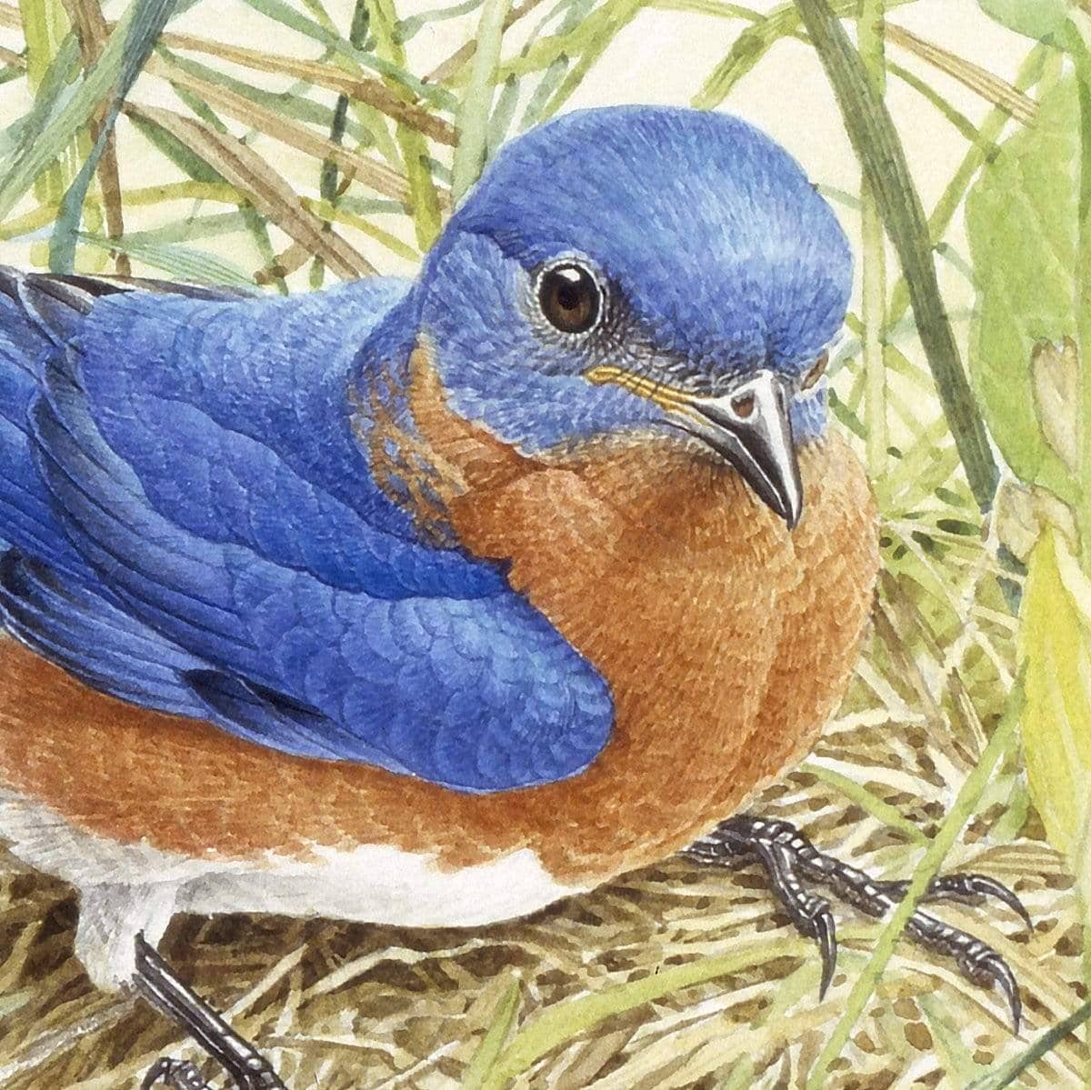 Bluebirds - Canvas Print | Artwork by Glen Loates