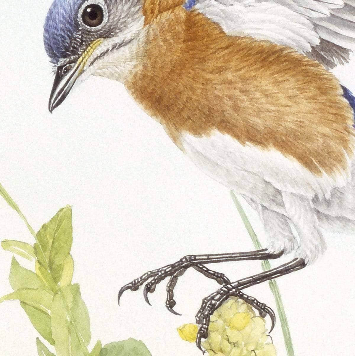 Bluebirds - Canvas Print | Artwork by Glen Loates