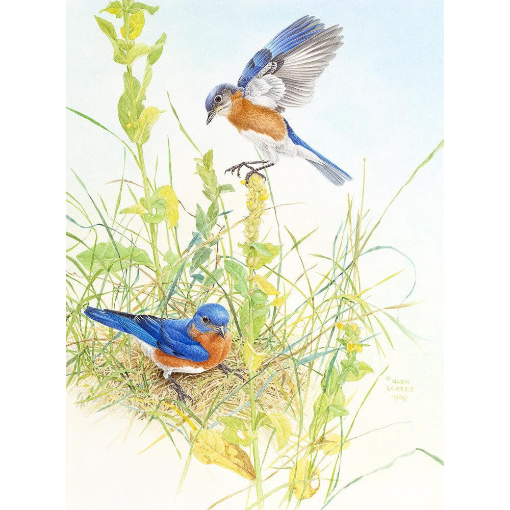 Bluebirds - Canvas Print | Artwork by Glen Loates