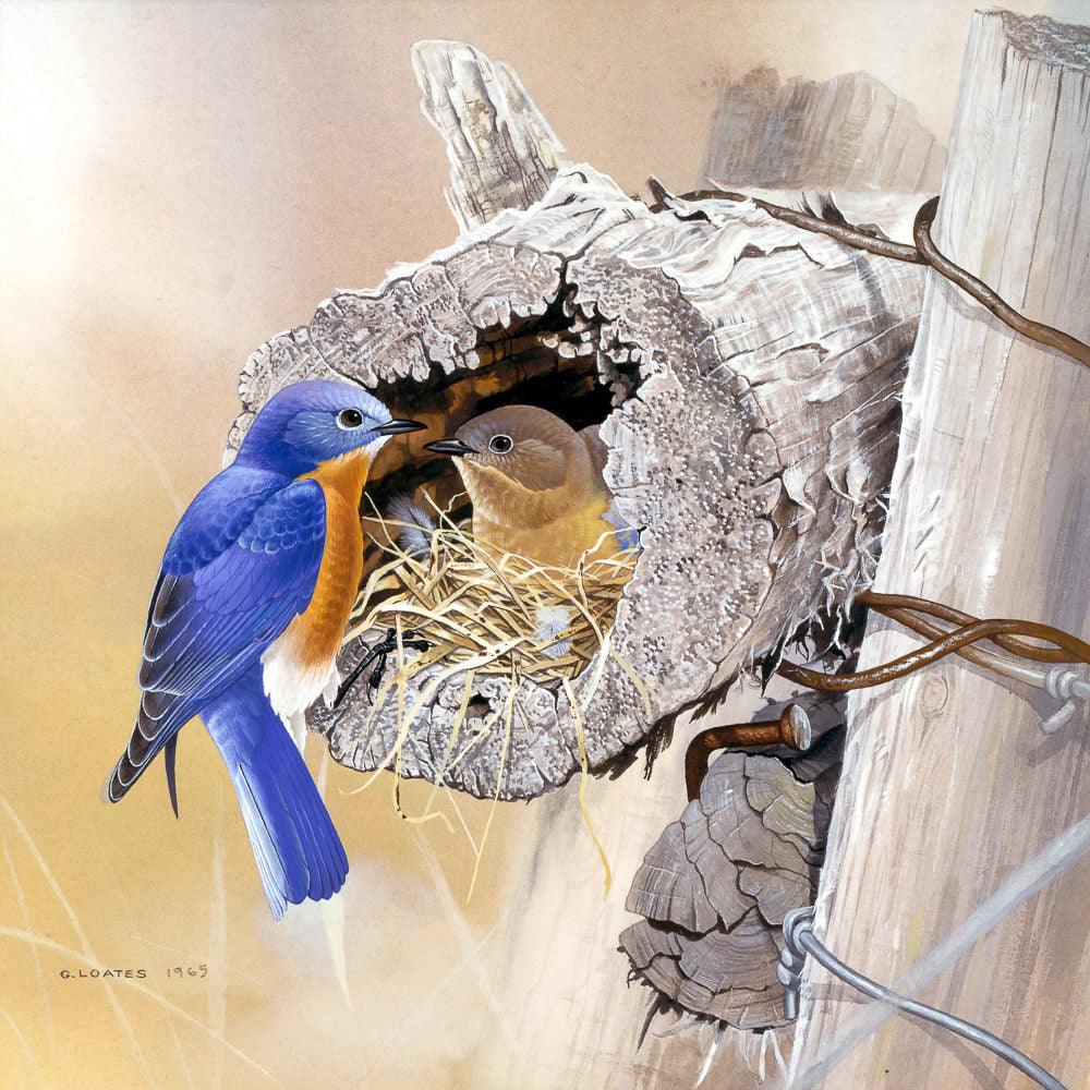 Bluebirds In Nest - Canvas Print | Artwork by Glen Loates