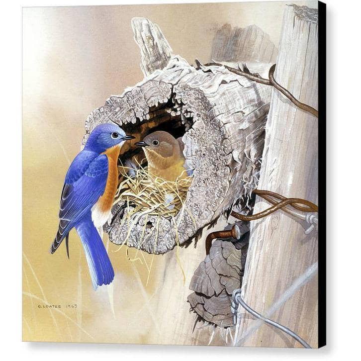 Bluebirds In Nest - Canvas Print | Artwork by Glen Loates