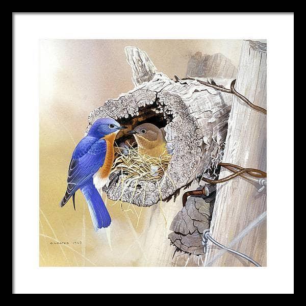 Bluebirds In Nest - Framed Print | Artwork by Glen Loates