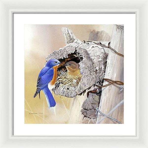 Bluebirds In Nest - Framed Print | Artwork by Glen Loates