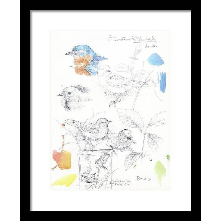 Bluebirds Study - Framed Print | Artwork by Glen Loates