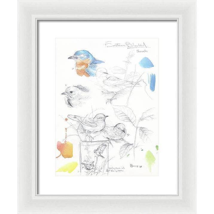 Bluebirds Study - Framed Print | Artwork by Glen Loates