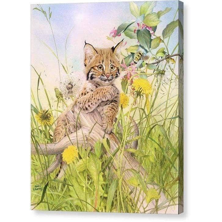 Bobcat Kitten - Canvas Print | Artwork by Glen Loates