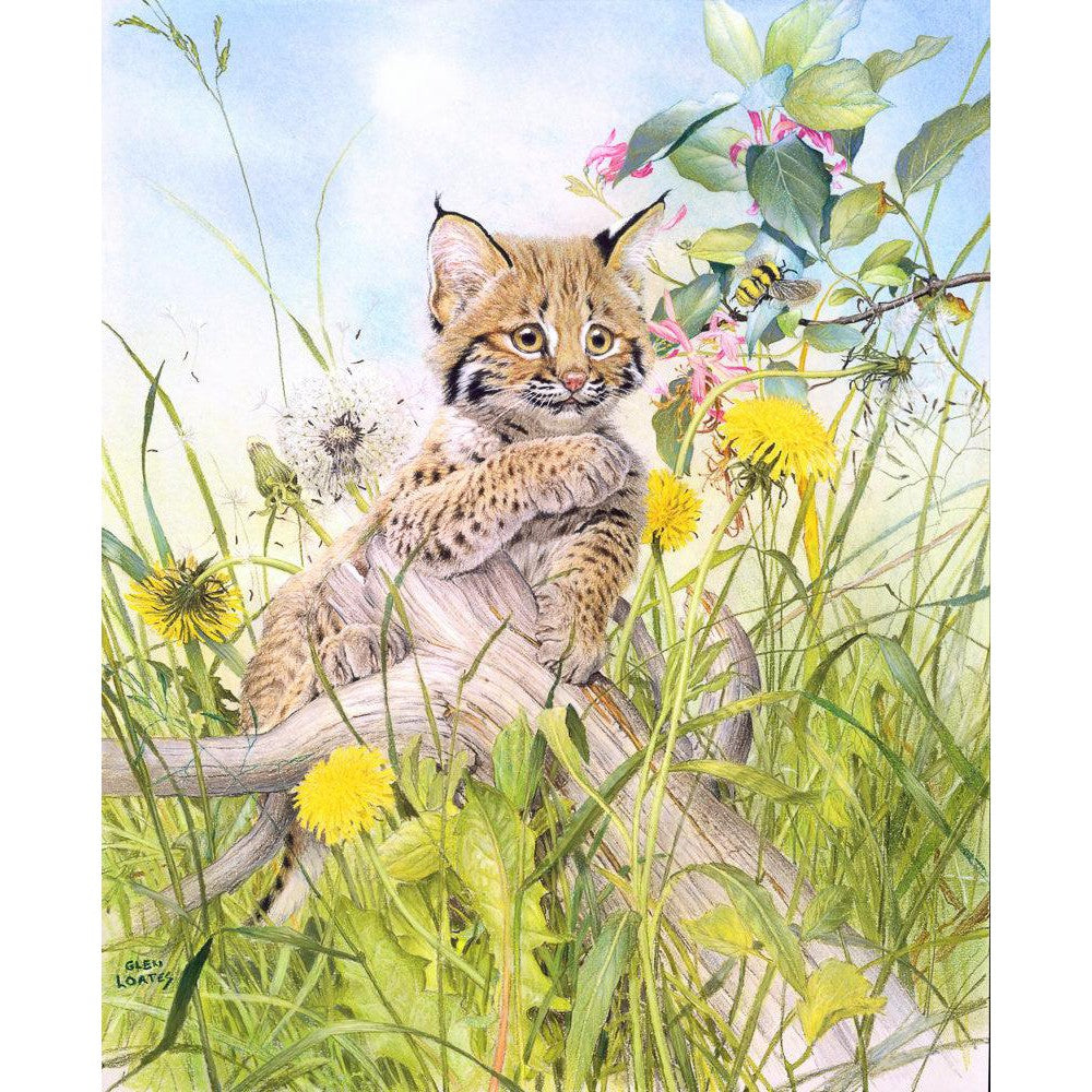 Bobcat Kitten - Canvas Print | Artwork by Glen Loates