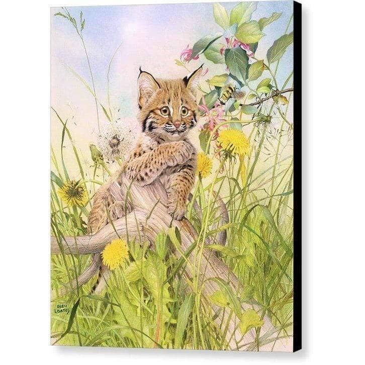 Bobcat Kitten - Canvas Print | Artwork by Glen Loates