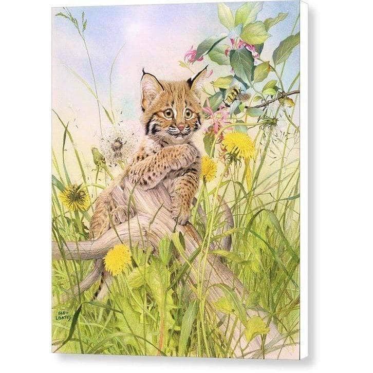 Bobcat Kitten - Canvas Print | Artwork by Glen Loates