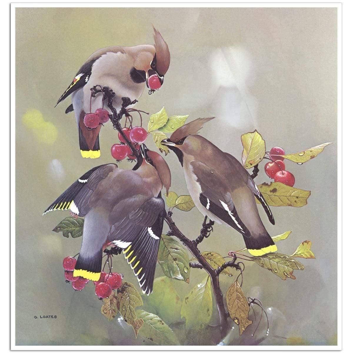 Bohemian Waxwing - Art Print | Artwork by Glen Loates
