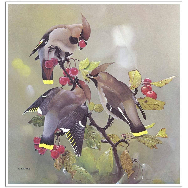 Bohemian Waxwing - Art Print | Artwork by Glen Loates