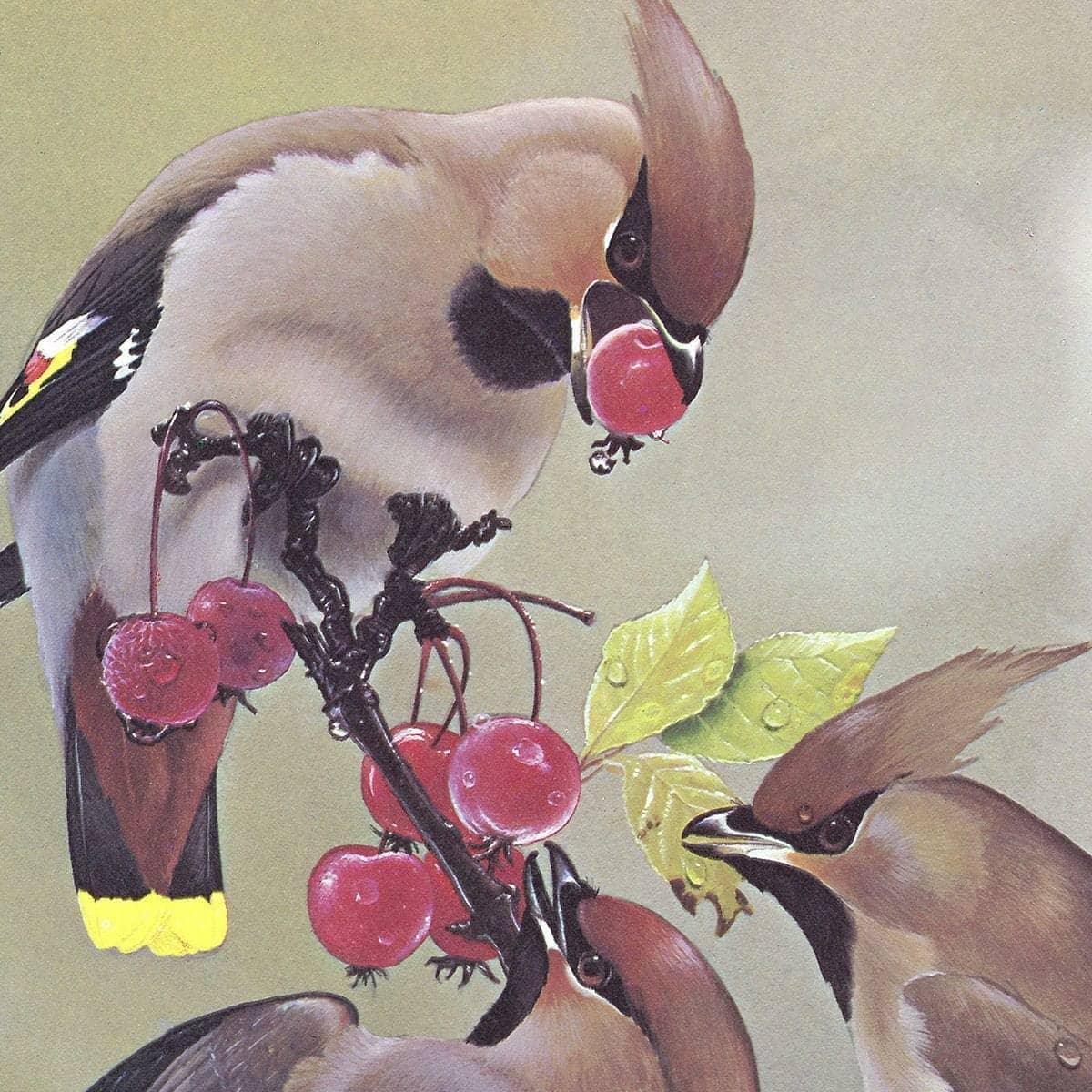 Bohemian Waxwing - Canvas Print | Artwork by Glen Loates