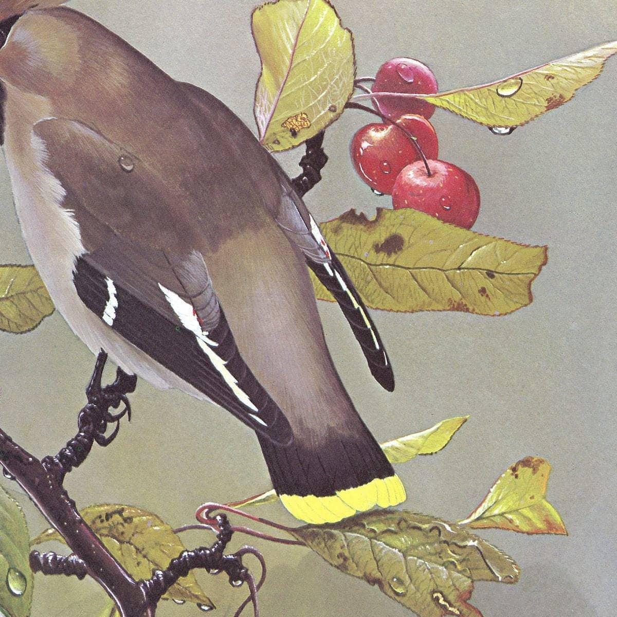 Bohemian Waxwing - Canvas Print | Artwork by Glen Loates