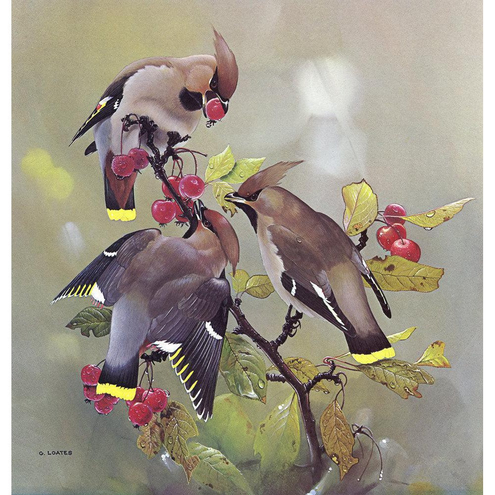 Bohemian Waxwing - Canvas Print | Artwork by Glen Loates