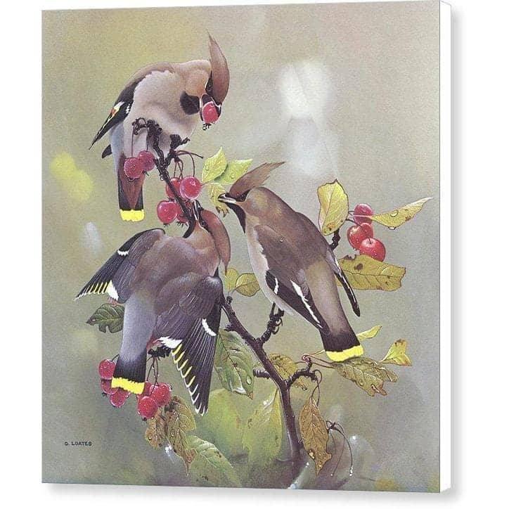 Bohemian Waxwing - Canvas Print | Artwork by Glen Loates