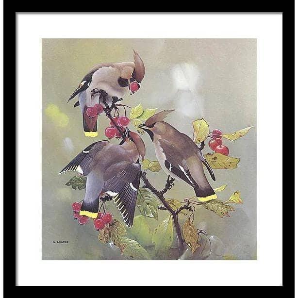 Bohemian Waxwing - Framed Print | Artwork by Glen Loates