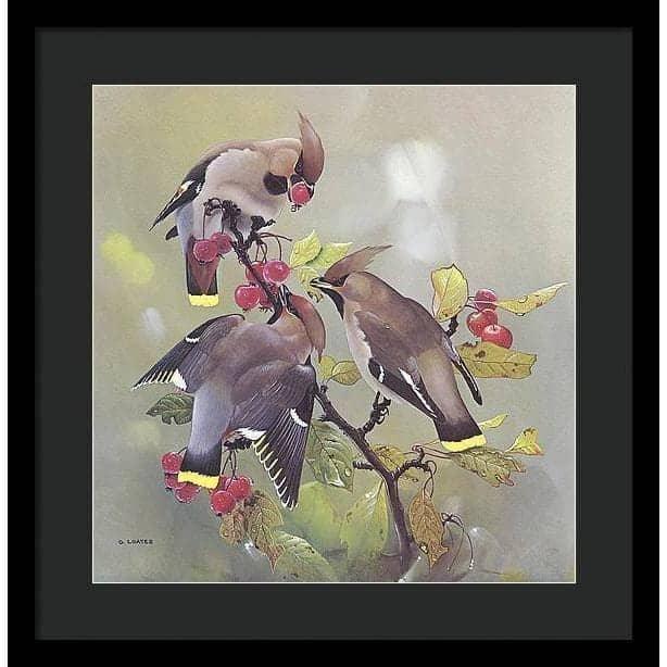 Bohemian Waxwing - Framed Print | Artwork by Glen Loates
