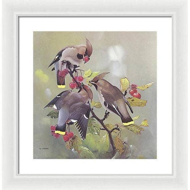 Bohemian Waxwing - Framed Print | Artwork by Glen Loates