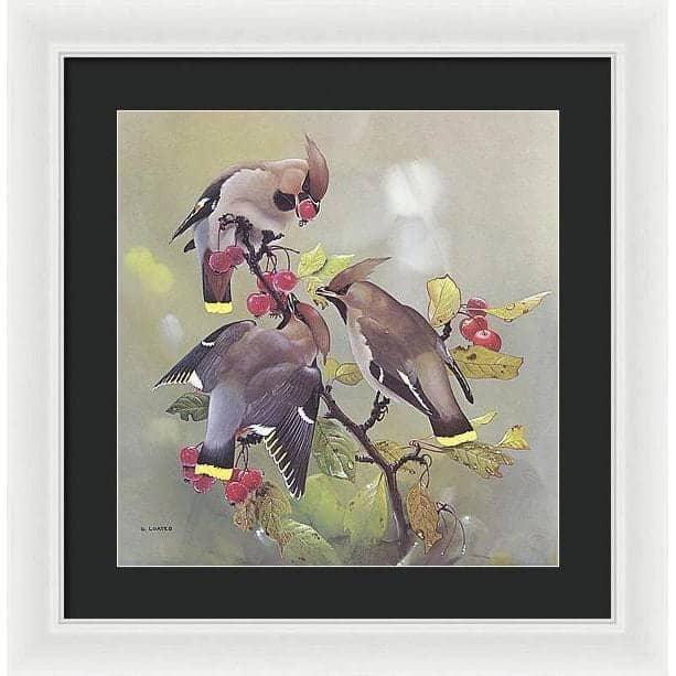 Bohemian Waxwing - Framed Print | Artwork by Glen Loates