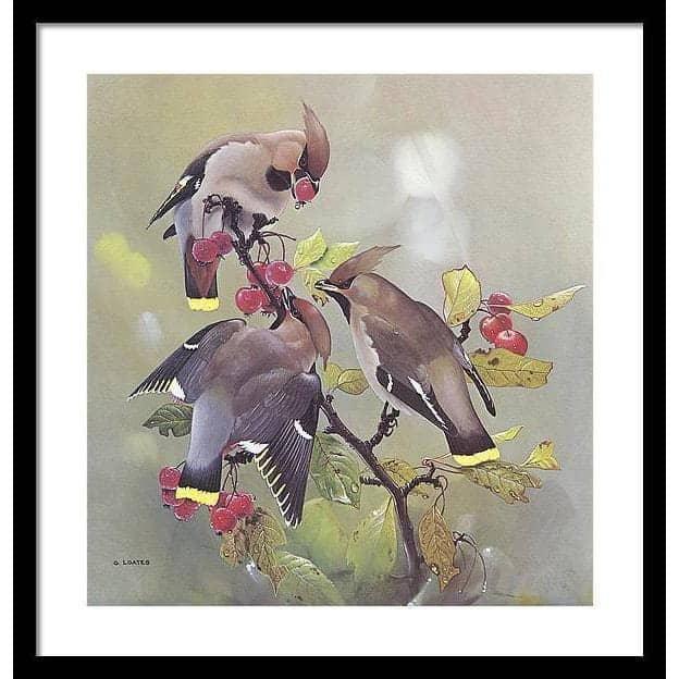 Bohemian Waxwing - Framed Print | Artwork by Glen Loates