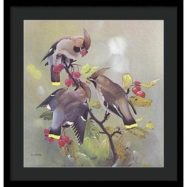 Bohemian Waxwing - Framed Print | Artwork by Glen Loates