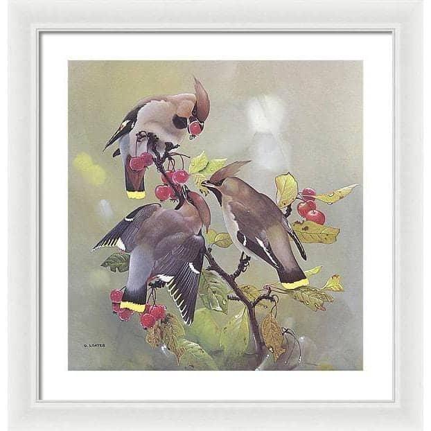 Bohemian Waxwing - Framed Print | Artwork by Glen Loates