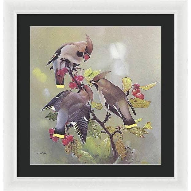 Bohemian Waxwing - Framed Print | Artwork by Glen Loates