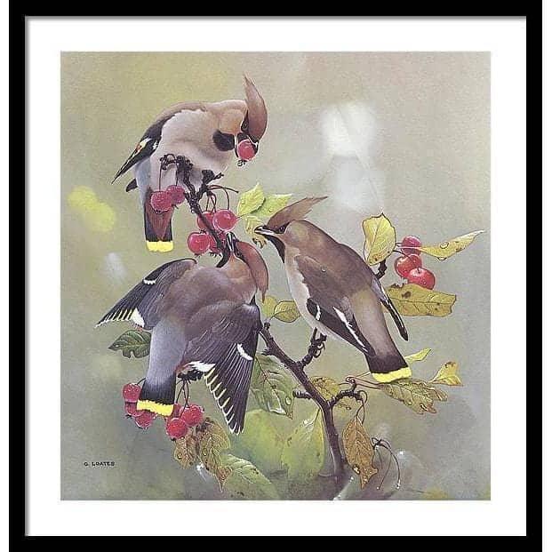 Bohemian Waxwing - Framed Print | Artwork by Glen Loates