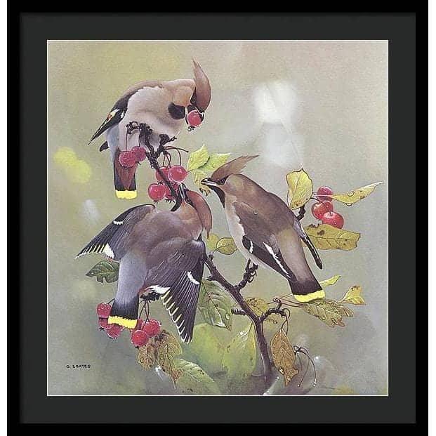 Bohemian Waxwing - Framed Print | Artwork by Glen Loates