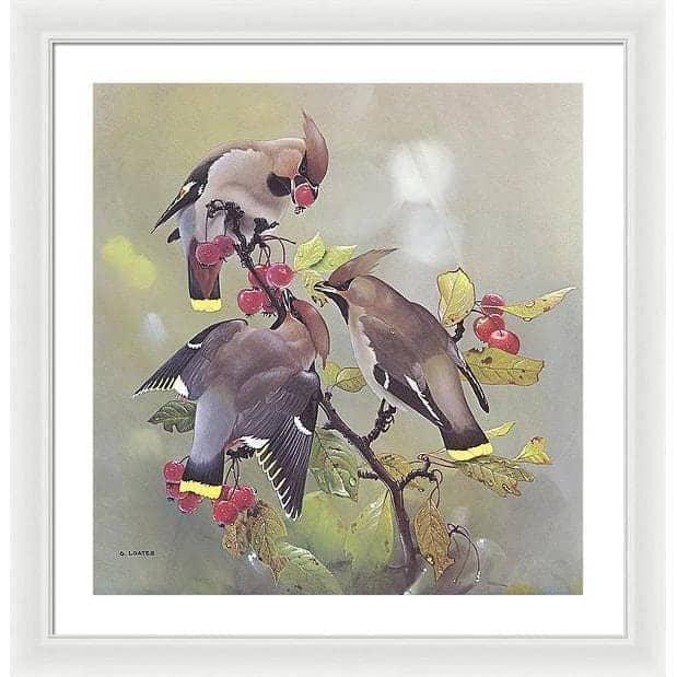 Bohemian Waxwing - Framed Print | Artwork by Glen Loates