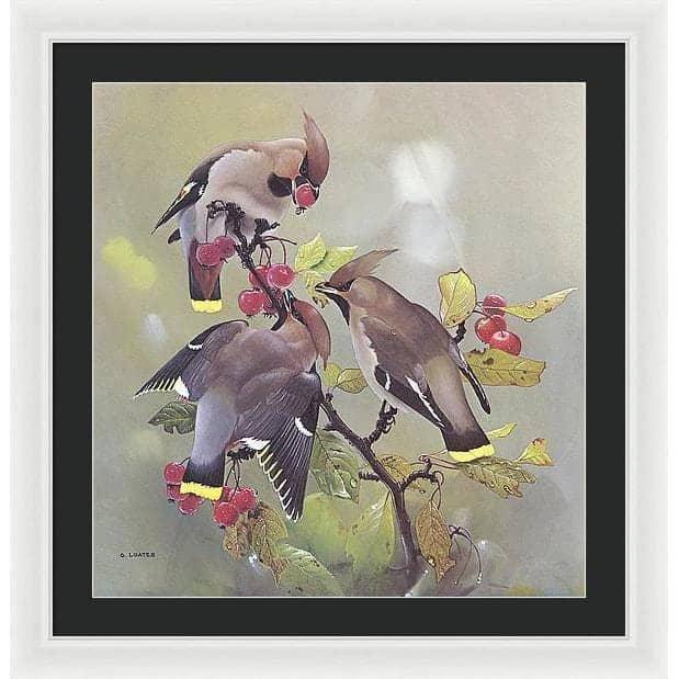 Bohemian Waxwing - Framed Print | Artwork by Glen Loates