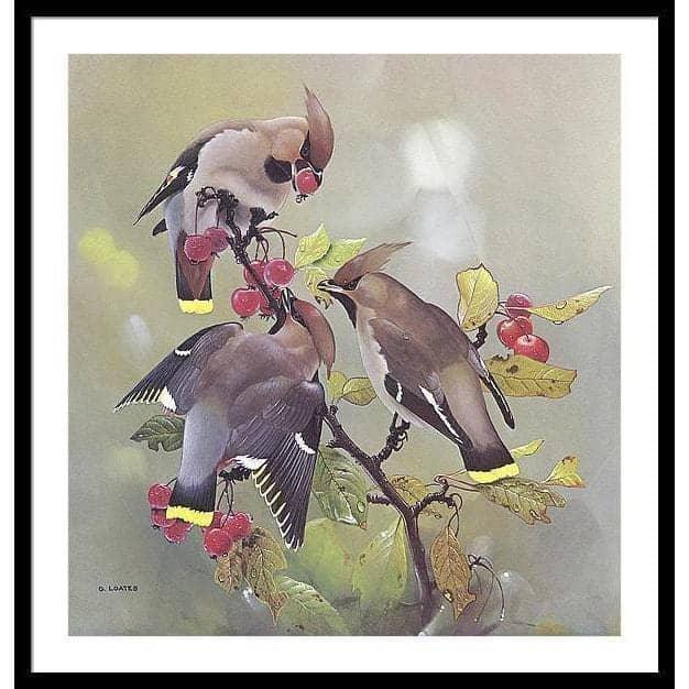 Bohemian Waxwing - Framed Print | Artwork by Glen Loates