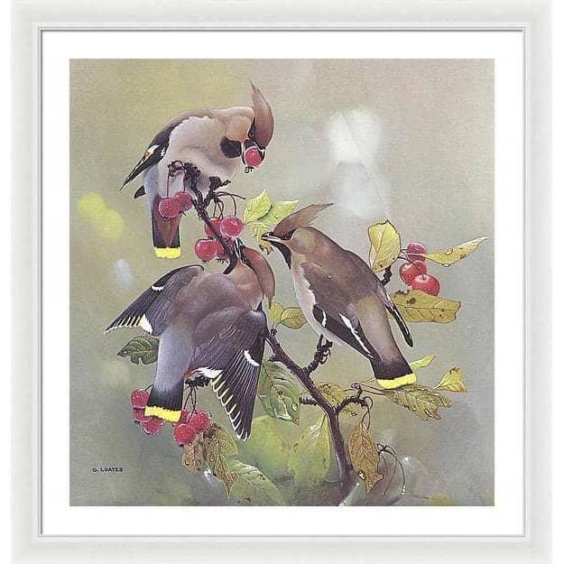 Bohemian Waxwing - Framed Print | Artwork by Glen Loates